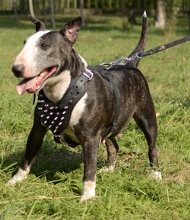 Spiked leather dog harnesses for Bull Terrier