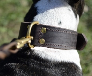 Bull Terrier Dog Collar for Agitation, Fordogtrainers