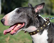 Leather Dog Collar for Bullterrier with Studs as Caterpillar