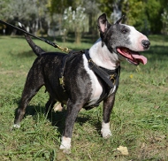 /images/Bullterrier-Suchgeschirr-aus-Leder-Gepolstert.jpg