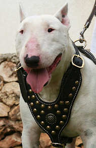 Royal Dog Studded Leather dog Harness for English Bull Terrier