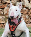 Bull Terrier Leather Dog Harness with Flame Design