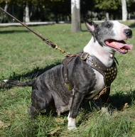 Studded harness of leather for Bullterrier