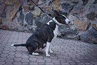 Bull Terrier leather dog collar with round studs