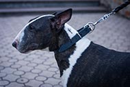 Bullterrier klassisches Leder Halsband