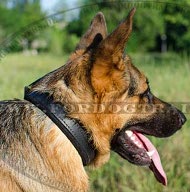 German Shepherd padded dog collar made of leather