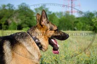 Nylon collar with studds on Shepherd