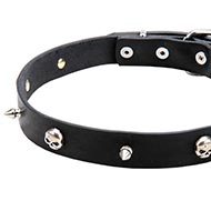 Leder Halsband mit vernickelten Schädel und Spikes