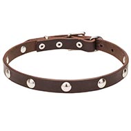 Studded collar with chrome plated round studds