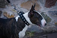 Bull Terrier studded collar with brass plates