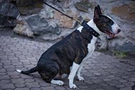Bull Terrier strong studded collar made of leather