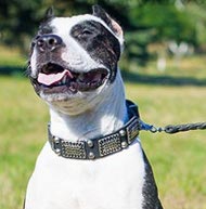 Pitbull Terrier Leather dog collar with plates of brass