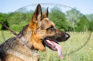 Leather dog collar with studs for German Shepherd