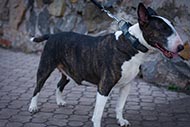 Bull Terrier "Rocky" studded collar with plates