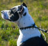 Erziehungshalsband aus Leder für Pitbull Terrier Erziehungshalsband aus Leder für Pitbull Terrier