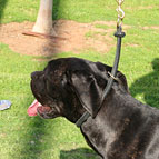 Cane Corso Hundehalsband aus rundem Leder für Training, Braun