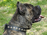 Cane Corso Hund Halsbänder aus Leder mit Runden Ziernieten