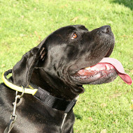 Hundehalsband für Cane Corso aus Nylon mit Griff