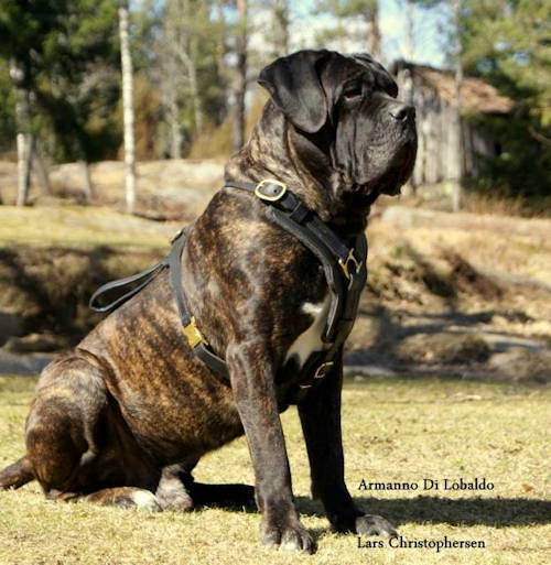 Leder Hundegeschirr mit Polsterung