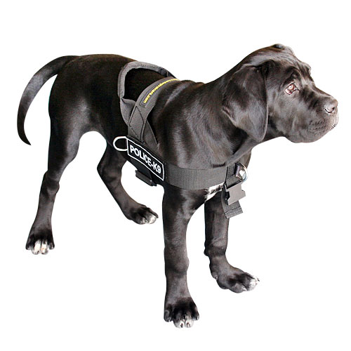 Cane Corso dog nylon  harness