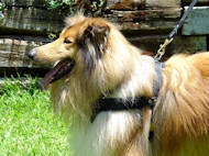 Collie Leather dog harness H5