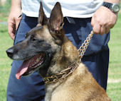 Curogan Dressurhalskette für Malinois Schäferhund Curogan Dressurhalskette für Malinois Schäferhund