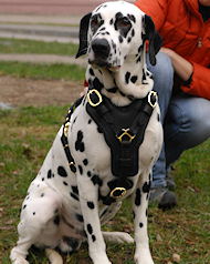 Bestseller Dalmatian Edles Hundegeschirr aus Leder