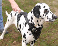 Dalmatian H1 Leather Dog Harness