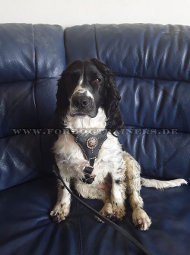 Royal gepolstertes Ledergeschirr für Spaniel Royal gepolstertes Ledergeschirr für Spaniel