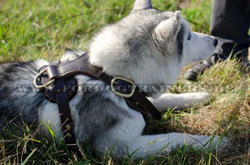 Designer Brustgeschirr für Husky 