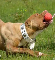 Designer Halsband aus weißem Leder für Pitbull Terrier Designer Halsband aus weißem Leder für Pitbull Terrier