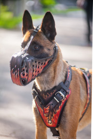 Hundegeschirr Leder für Malinois - Flamme Design!