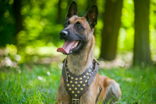 Malinois Harness Leather