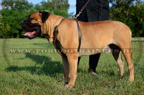 Designer Leather Harness for Bullmastiff