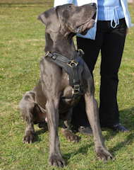 Exclusive Handcrafted Padded Leather Harness for Great Dane - Click Image to Close