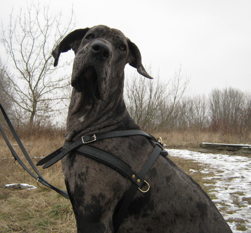 Deutsche dogge Hunde Geschirr Leder, Zuggeschirr