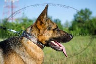 Painted leather dog collar for Shepherd