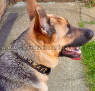 Exclusive Leather Dog Collar for German Shepherd