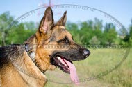 Nieten Halsband aus Leder für Deutschen Schäferhund