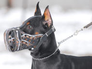 Bemalter Hundemaulkorb "Wire" M77 für Dobermann