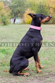 Neues Rosa Dobermann Halsband Neues Rosa Dobermann Halsband