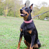Hundehalsband Rosa für Dobermann | Dobermann Halsband Pink ✿