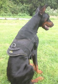 Dobermann Nylon Multi-Purpose Dog Harness