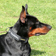 Dobermann Halsband mit Klettlogos für Training