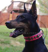 Dobermann luxus Halsband aus rosa Echtleder Dobermann luxus Halsband aus rosa Echtleder