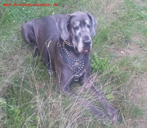 Great Dane Royal Dog Studded Leather Harness H11