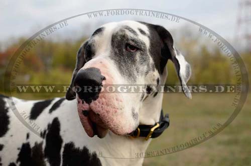 Great Dane collar leather braided