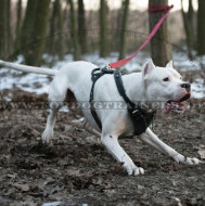 Bestseller Dogo Argentino Hetzgeschirr aus Leder mit Griff