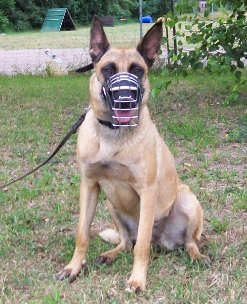 Cage Dog Muzzle for Mali 