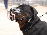 Wire Muzzle against barking rottweiler